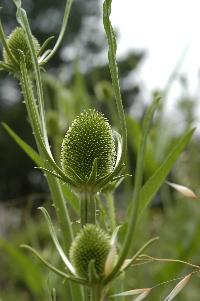 Thistle